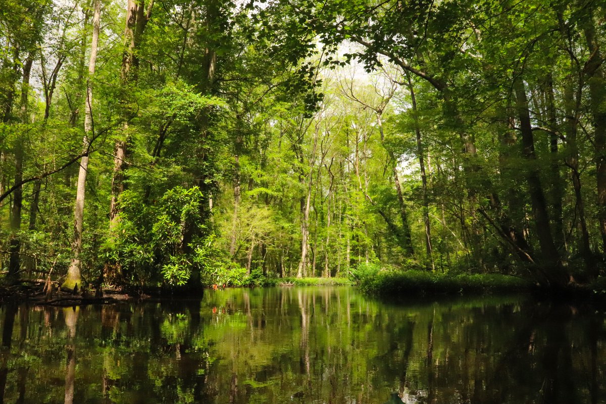 Amy Guettler on Twitter "RT greenkayak73 Salkehatchie River near