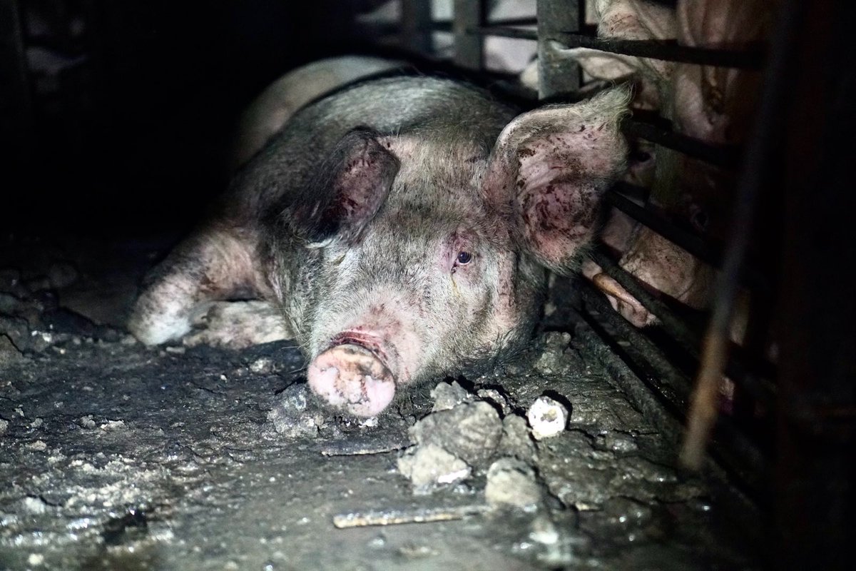 DxEverywhere's tweet photo. #SmithfieldFoods does not want you to see this: A mother pig who's confined &amp; forced to live in her own feces on their factory farms. Activists who exposed Smithfield criminal #AnimalCruelty will face felony charges in court. Support our whistleblowers at https://t.co/j9SPiB4UBS https://t.co/e3XdrmVp5t