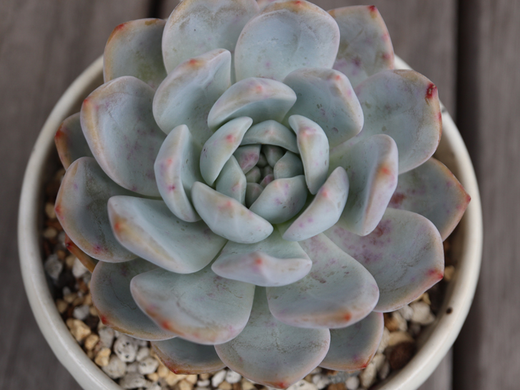 みっぴ Ta29 これ なんだろ ラウリンゼなんだけど 葉に赤っぽい斑点のようなものが出現 全体的に出てる 病気かなぁ と思って一応離した場所に置いたけど そこそこ大きい株で今のところ一応元気 はじめてみた現象なので 詳しい方いたら