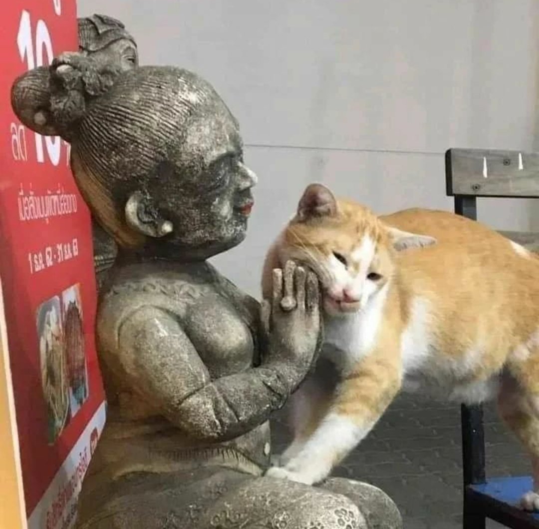 DontShowYourCat's tweet photo. rejected https://t.co/A4ExPcreU9