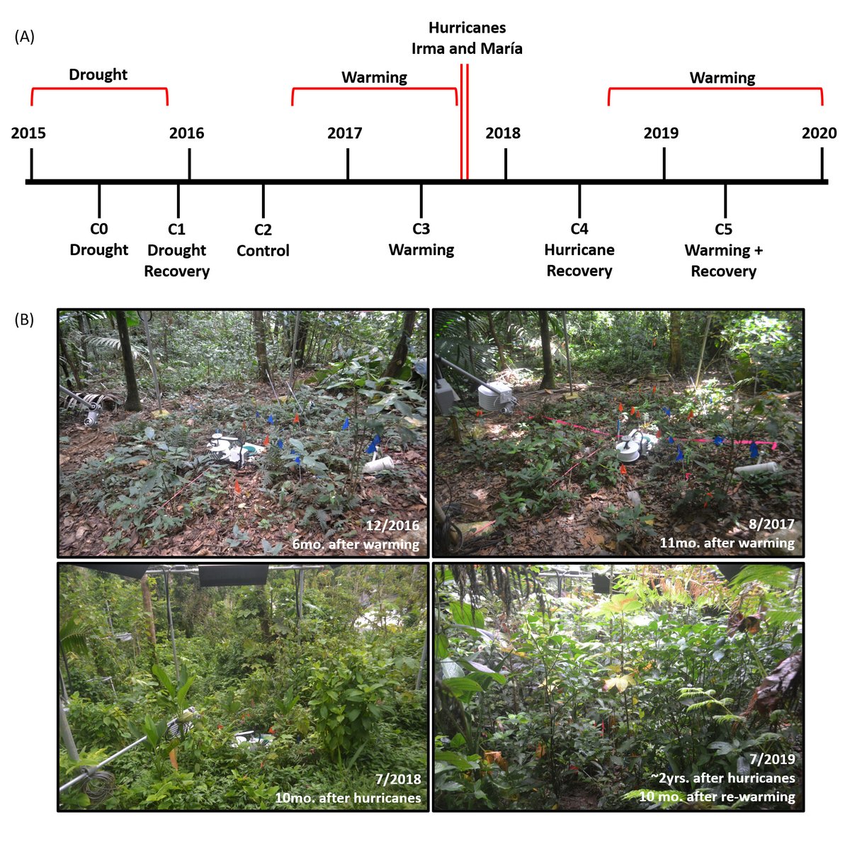 In this collaborative effort by our amazing team of #womeninSTEM, we analyzed 5yrs of seedling data that captured the 2015 drought, the 2017 hurricanes #IrMaria, and 4degC of experimental warming in #ElYunque PR!🇵🇷

<a href="/ecology_awesome/">Sasha Reed</a> <a href="/MollyCavaleri/">Molly Cavaleri</a> <a href="/Tana_TropicsGal/">Tana Wood</a> <a href="/BeneBachelot/">Bene Bachelot</a>