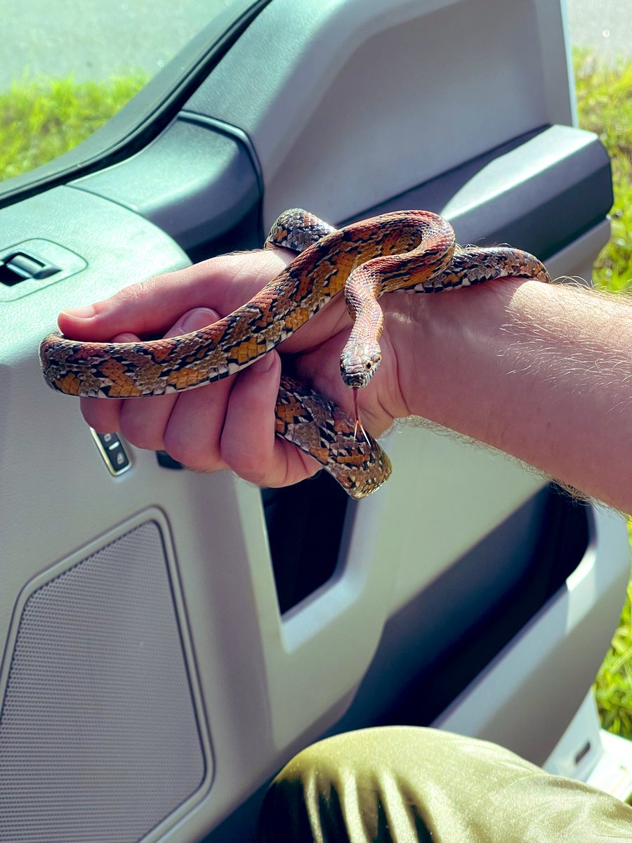 BlesynePhunmie's tweet photo. Today, we helped a turtle cross the road and we put a snake back in its proper habitat. Some of the perks of living in rural Florida, aside eating blue berries, sweet corn and pears right off the tree. https://t.co/90ZD3NyhDg