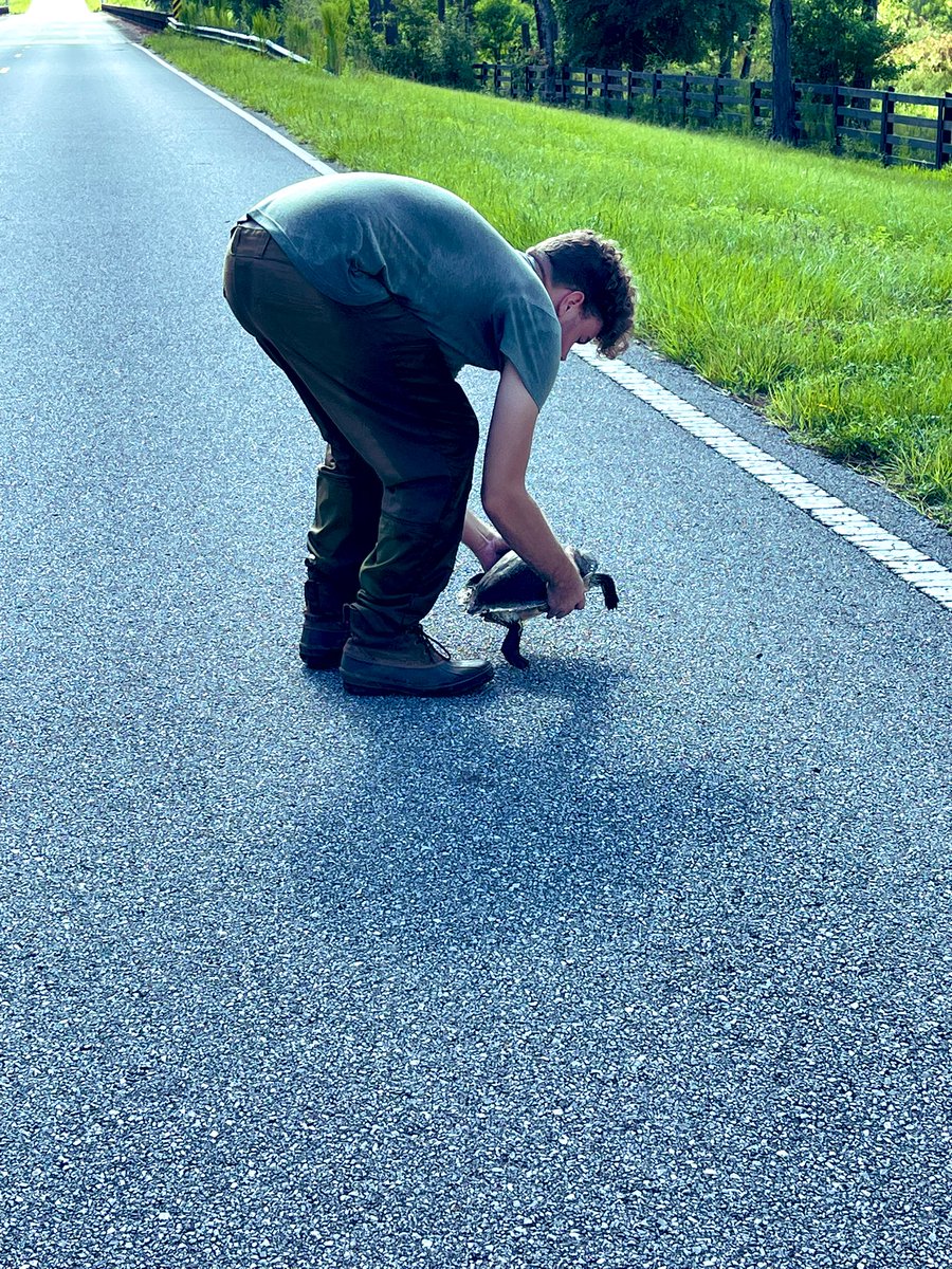 BlesynePhunmie's tweet photo. Today, we helped a turtle cross the road and we put a snake back in its proper habitat. Some of the perks of living in rural Florida, aside eating blue berries, sweet corn and pears right off the tree. https://t.co/90ZD3NyhDg