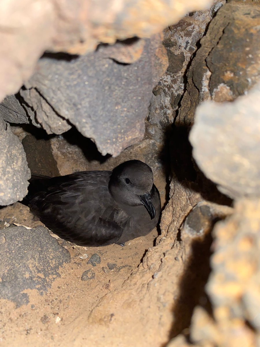 Time to say bye to another #fieldwork season!!🥹 As always, feeling super privileged for the opp to visit such a stunning place &amp; get to know it’s #seabirds, with their own quirks &amp; personalities… all amazing in their own right, but must admit I’m a Bulwer’s petrel girl at ❤️ 🤫