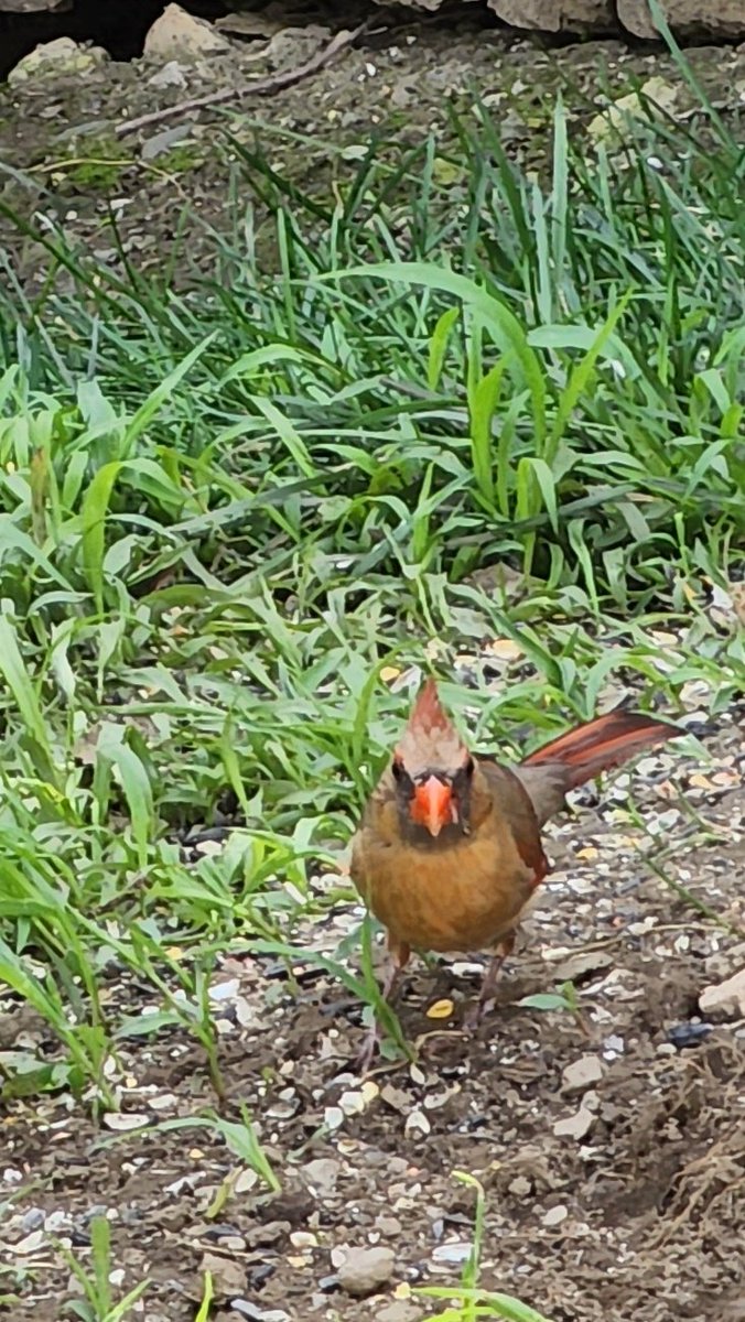 StewiethaChewie's tweet photo. Well I'm proud to announce Pops will be starting his journey to #quit #smoking tomorrow morning. I guess that means I'll be hiding from his grumpy butt for a while so for the time being here's a picture of a pretty bird I chased earlier. Hehe
#Dog #photo #birdchasing #pets https://t.co/QQvYK8bxtk