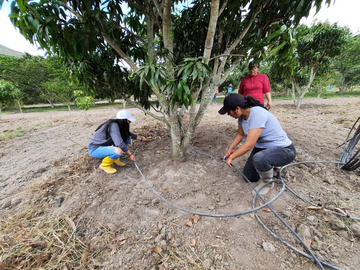 itsalfonsoh's tweet photo. Futuros Tecnólogos en Producción Agropecuaria se forman en la práctica, esta vez instalado un sistema de riego por goteo para un cultivo de mango en la Finca Agroturística Kalahari
@amontalvoch @ceciliasantanae @FranciscoVaca8
@Karlada16049775 @diegoferquelal @MemoRomero88 https://t.co/8wKP1HsUqr