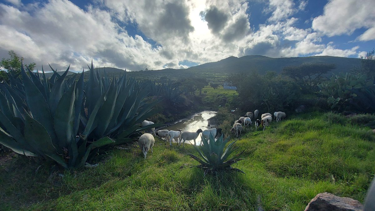 The Billion Agave Project is a game-changing ecosystem-regeneration strategy recently adopted by several innovative Mexican farms in the high-desert region of Guanajuato.

Learn more! ➡️ regenerationinternational.org/billion-agave-…
