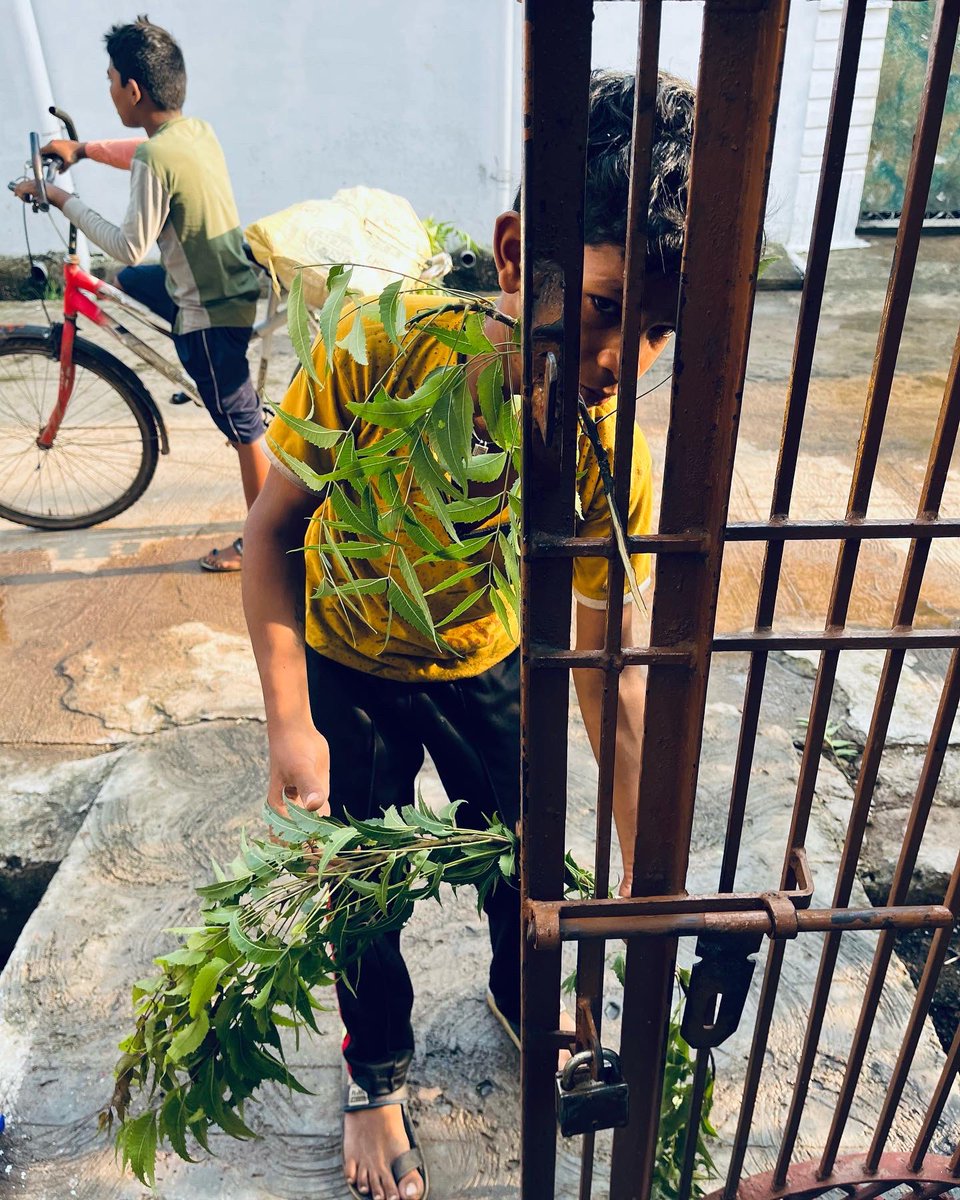 MorBhuiyanCG's tweet photo. #MorHareli 
दुवारी मा अरझे लिम के डारा बरसा-पानी पाय के बगरईया संक्रामक बीमारी ले बचाथे। हरेली के दिन लिम के डारा खोंचई ला सुभ मानथे, कहिथे कि अइसे करे ले, टोना टोटका अउ कुबिदिया ले बचाव होथे। @ChhattisgarhCMO https://t.co/6Usf3VNqA6