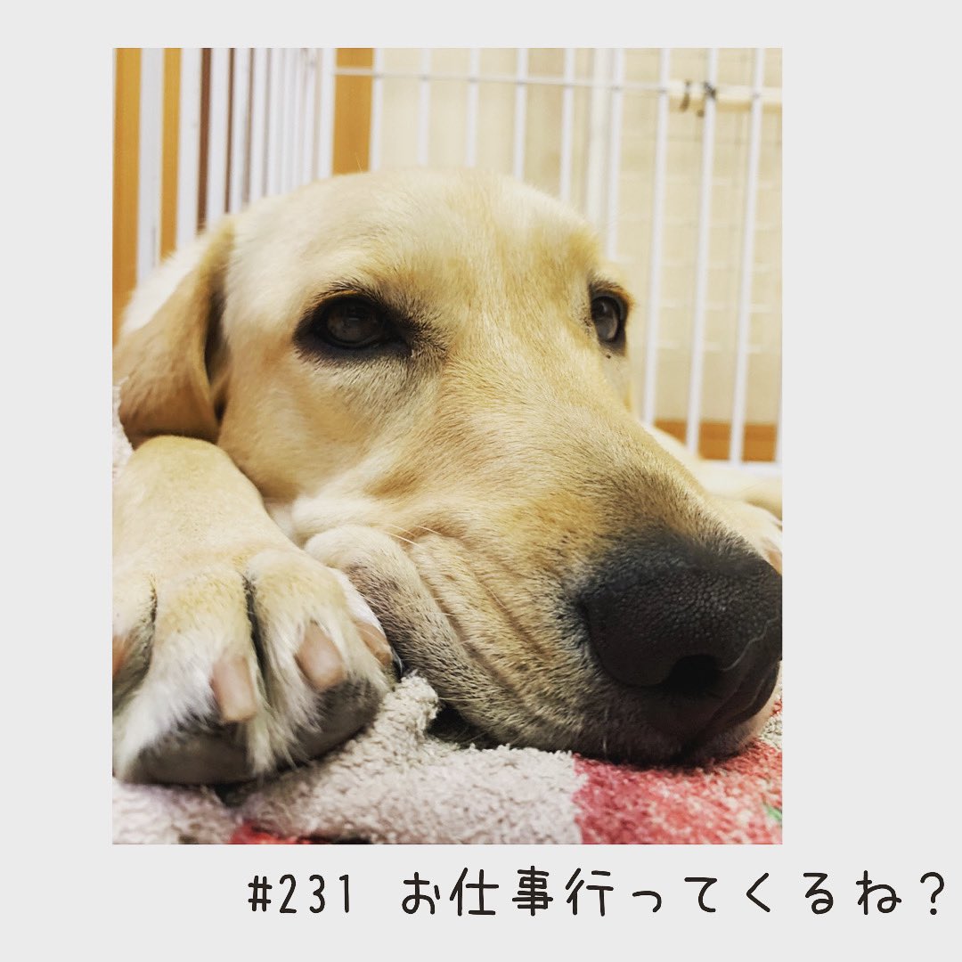 こむぎのへや 231 お仕事行ってくるね お留守番のためハウスに入れられたこむぎ お仕事行ってくるね と話しかけても目が合いません 苦笑 毎日ちゃんと拗ねるのが可愛いです ラブラドールレトリバー ラブラドールレトリバーイエロー