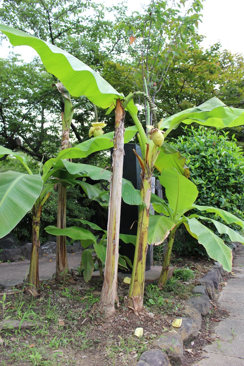 大垣ケーブルテレビ ただいまの大垣市 奥の細道むすびの地 芭蕉ゆかりの地に バショウ バショウ科の多年草で ジャパニーズバナナとも呼ばれます でも実は食べられません 大垣市 奥の細道 むすびの地 バショウ 松尾芭蕉 大垣ケーブルテレビ
