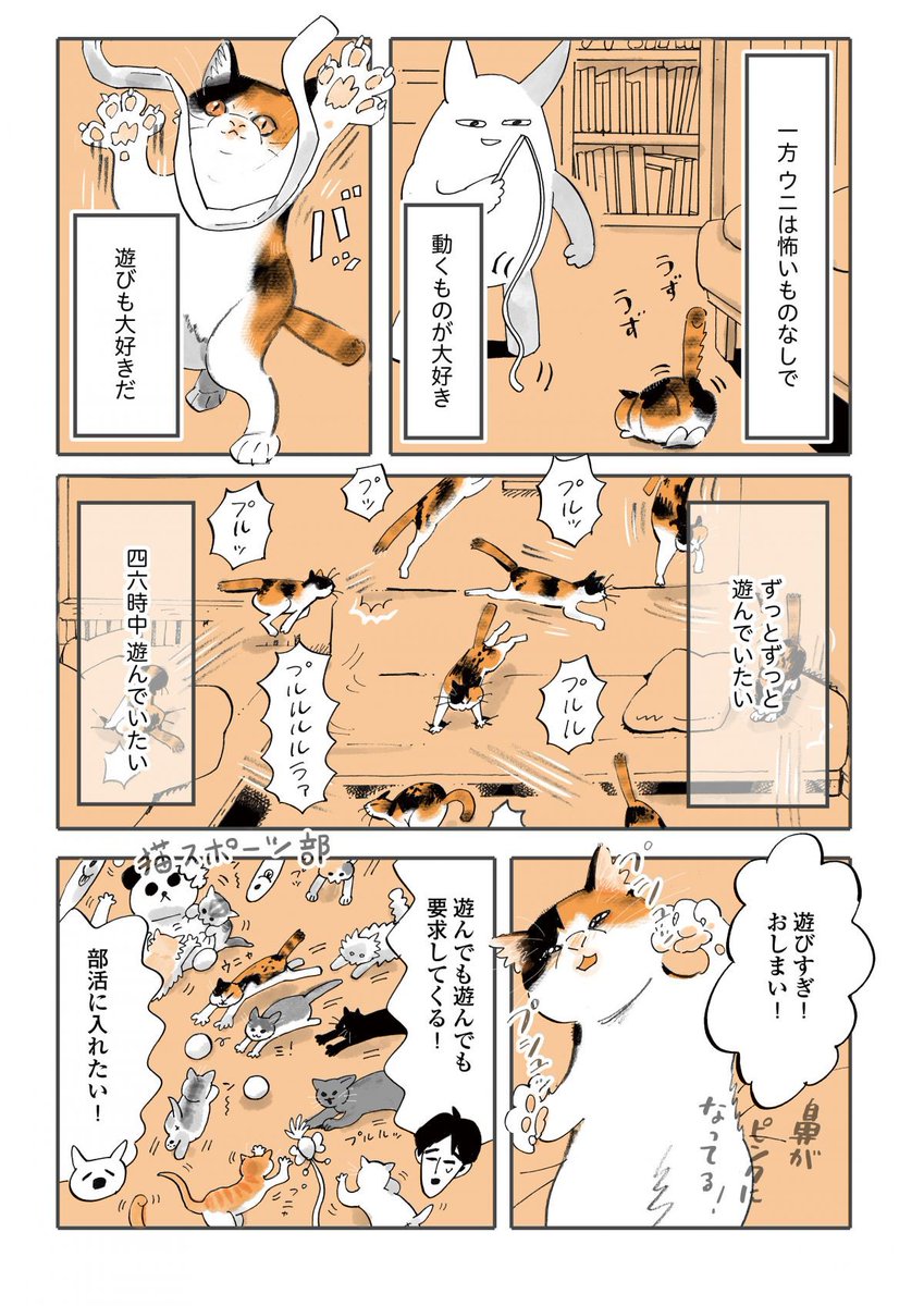 ふみとうにはこんな猫!(1/2)

#うちの猫は仲が悪い 