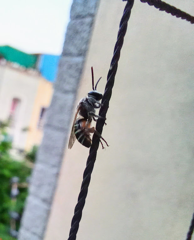 chittukuruvi4's tweet photo. #photography #PhotoOfTheDay #nature #TwitterNaturePhotography #insect 

Blue Banded Bee. Taken with Samsung A31 Mobile. https://t.co/tECo8hMiNi
