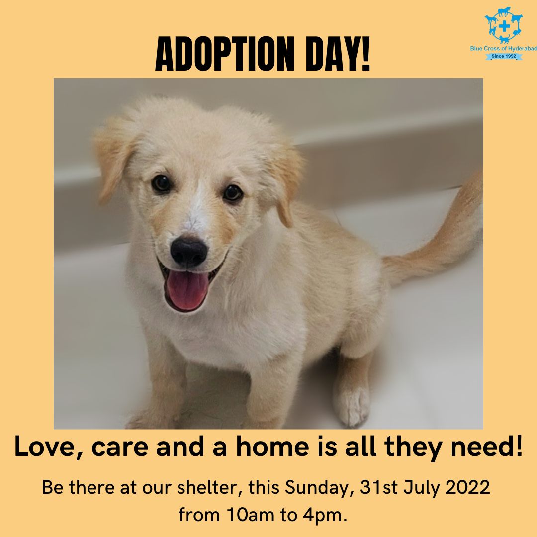 Blue Cross Hyderabad (@bluecrosshyd) / Twitter Blue Cross Hyderabad (@bluecrosshyd) / Twitter