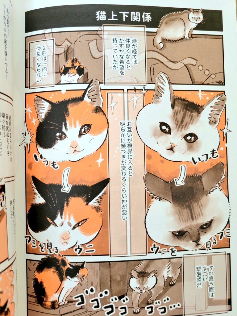 谷口菜津子さんの猫エッセイ「うちの猫は仲が悪い」が今日発売しました。うちの猫の仲の悪さと親バカっぷりが描かれています。
この本の中でふみとうにが生きています。
https://t.co/J7RIgMYmYU 