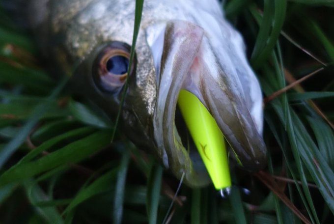 公式 Fisherman S Mountain Fimo S Recent Tweets 3 Whotwi Graphical Twitter Analysis