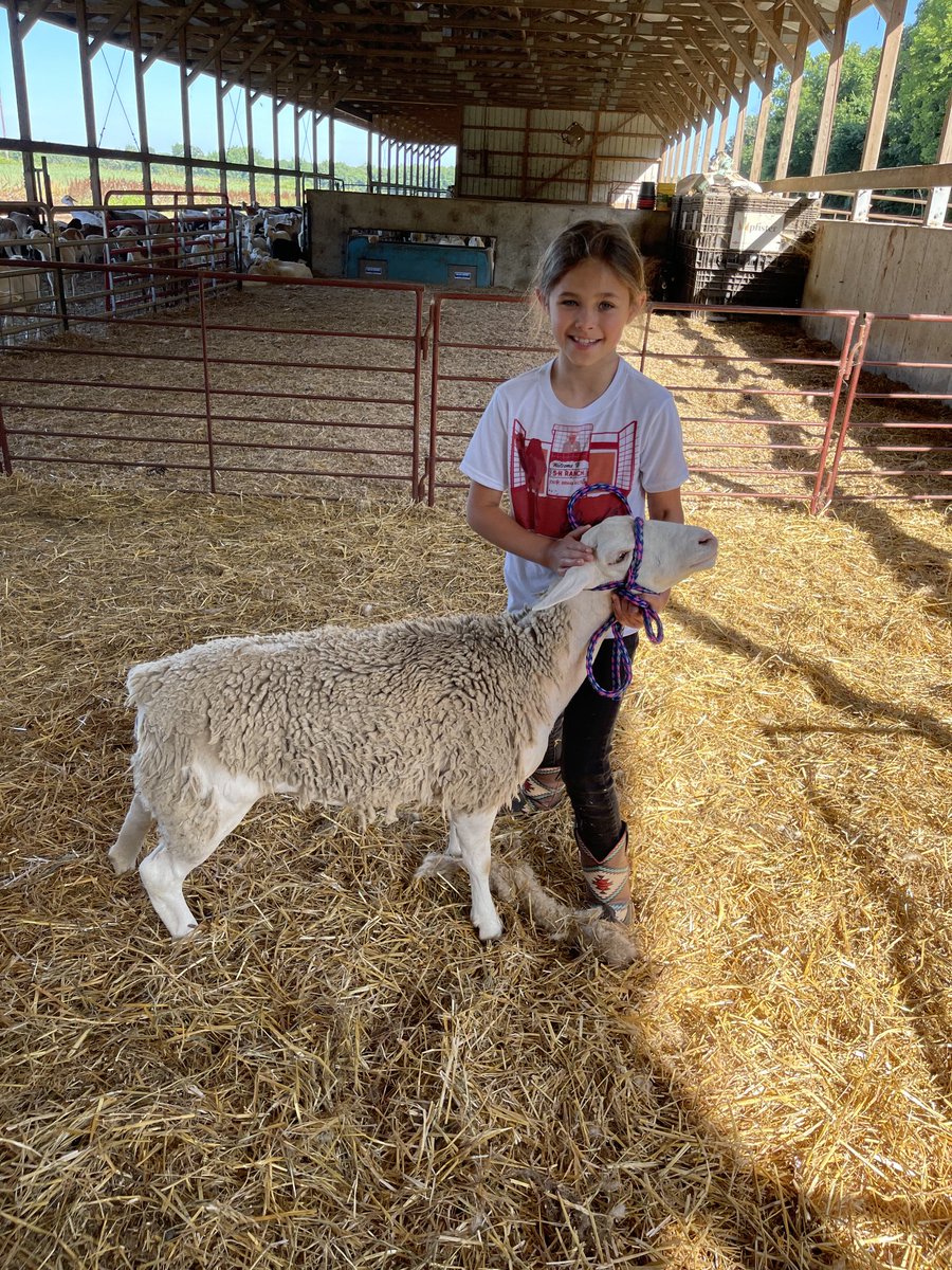 rmhuelsmann's tweet photo. Raising and training a couple show ewe lambs may be the perfect amount of responsibility for a 9 yr old. https://t.co/fXQ3s50a0f