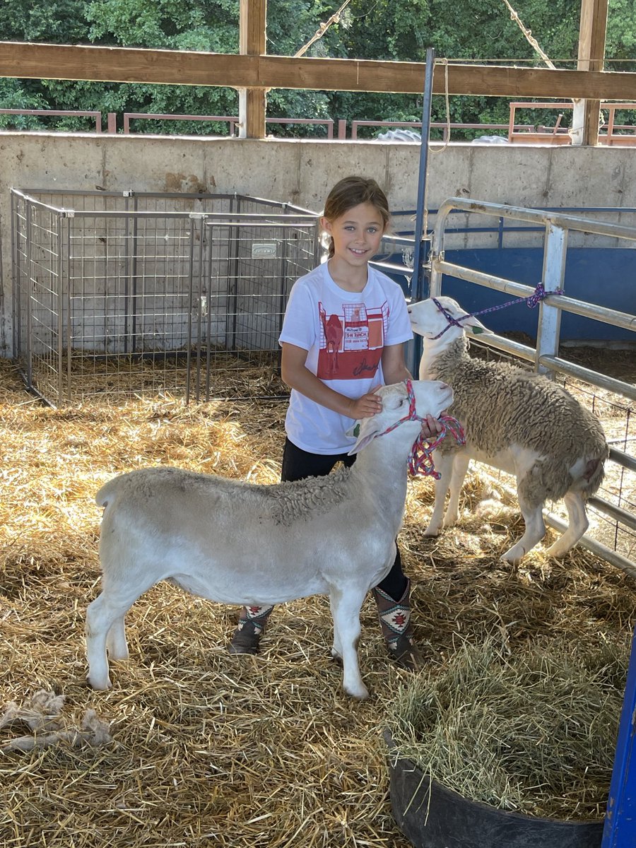 rmhuelsmann's tweet photo. Raising and training a couple show ewe lambs may be the perfect amount of responsibility for a 9 yr old. https://t.co/fXQ3s50a0f