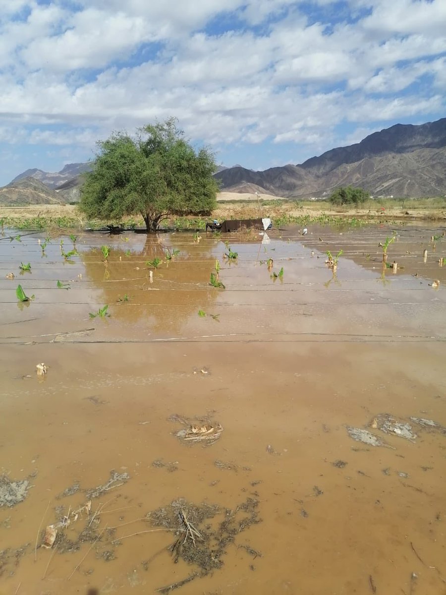 سدرة الخير شجرة يجب غرسها في كل مكان 
عروس وعطاء 
انتاج وغطاء 
#اغرسوا_السدر_تشجير_عسل