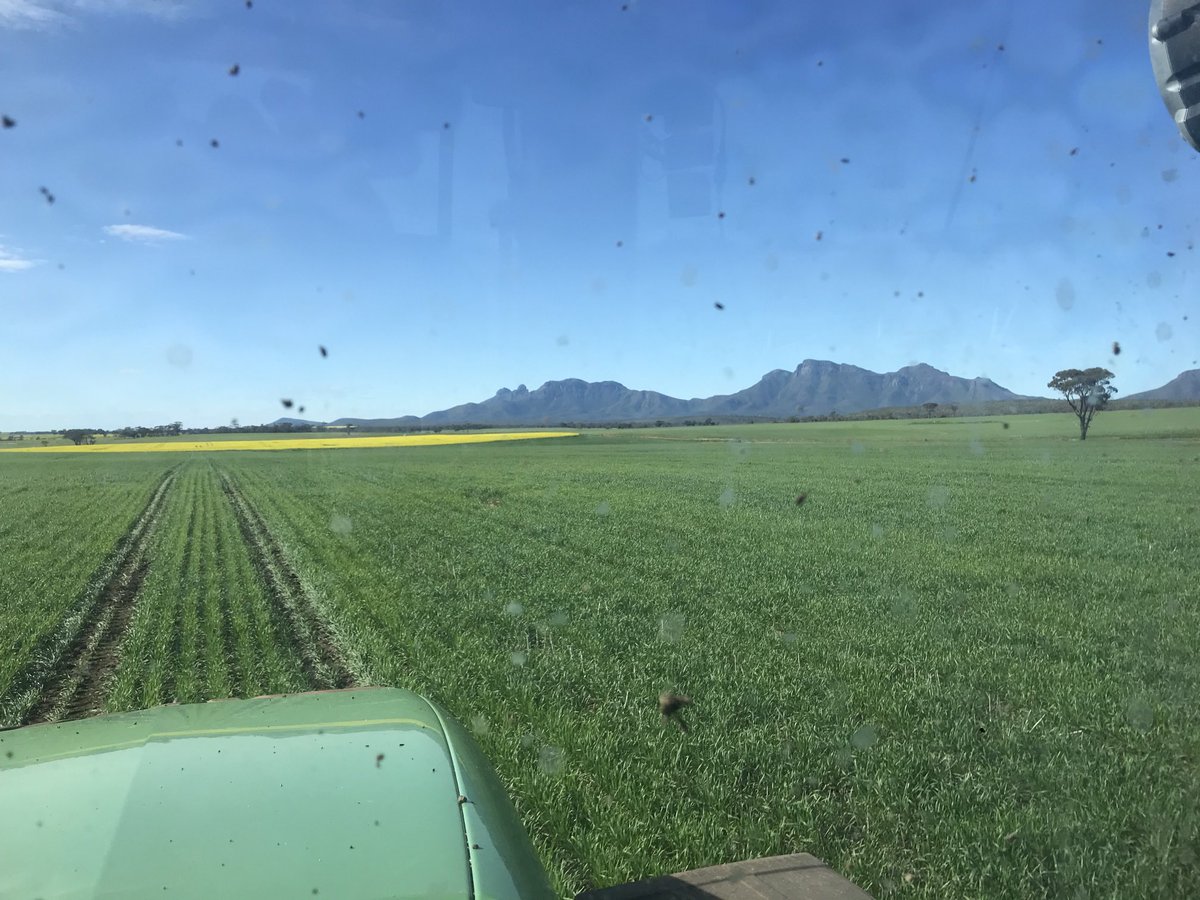 paper_collar's tweet photo. #illabo wheat enjoying the sunshine https://t.co/1oZQ3ypKNA