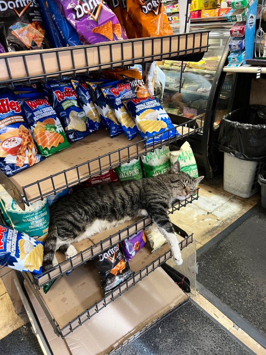 Bodegacats_'s tweet photo. https://t.co/z5D1aYFdDN