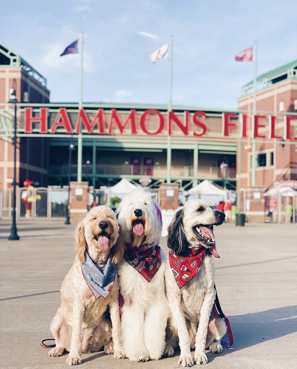 bayhedden's tweet photo. ❤️❤️❤️ @NationwidePet 
#NWDogDugoutSweepstakes https://t.co/zHIgIytp2n