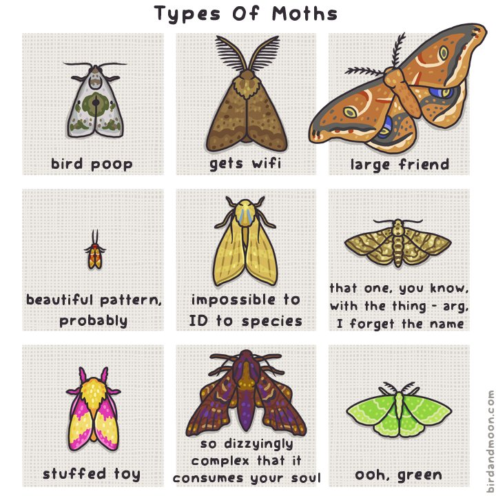 I assume I'm not the only one playing #NationalMothWeek Bingo with @RosemaryMosco's extremely important moth guide?