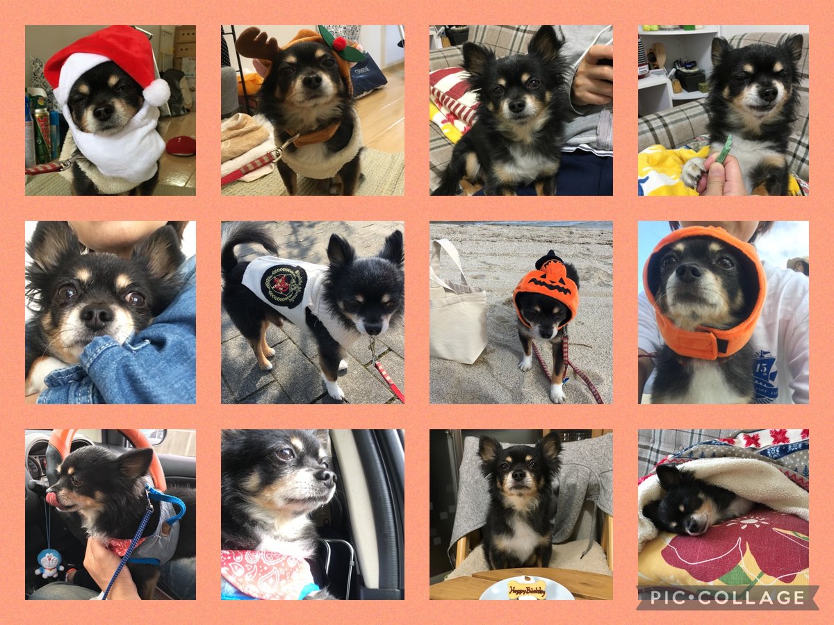 yukohan511's tweet image. 今までの三世帯同居よりも不妊治療よりも離婚よりもライトを失ったことが一番辛い😭
だけどそれと同時にライトと過ごした14年と9ヶ月と21日が一番幸せでした🥹✨
沢山の思い出をありがとう💛
これからもずっと愛してるよ🥰