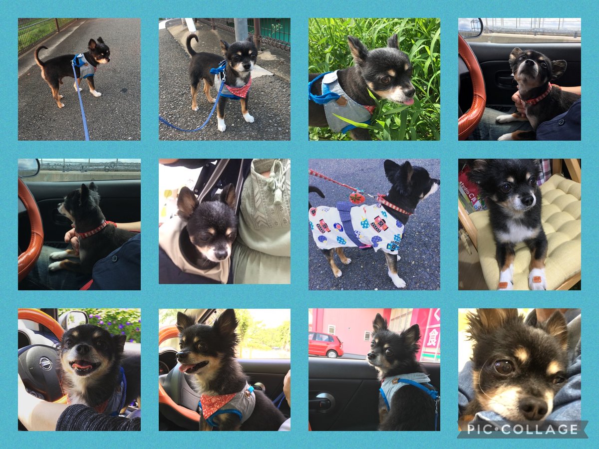 yukohan511's tweet image. 今までの三世帯同居よりも不妊治療よりも離婚よりもライトを失ったことが一番辛い😭
だけどそれと同時にライトと過ごした14年と9ヶ月と21日が一番幸せでした🥹✨
沢山の思い出をありがとう💛
これからもずっと愛してるよ🥰