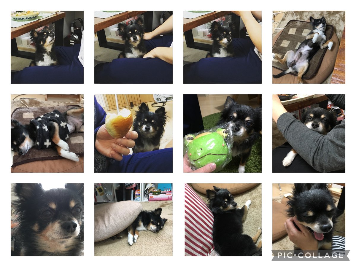 yukohan511's tweet image. 今までの三世帯同居よりも不妊治療よりも離婚よりもライトを失ったことが一番辛い😭
だけどそれと同時にライトと過ごした14年と9ヶ月と21日が一番幸せでした🥹✨
沢山の思い出をありがとう💛
これからもずっと愛してるよ🥰