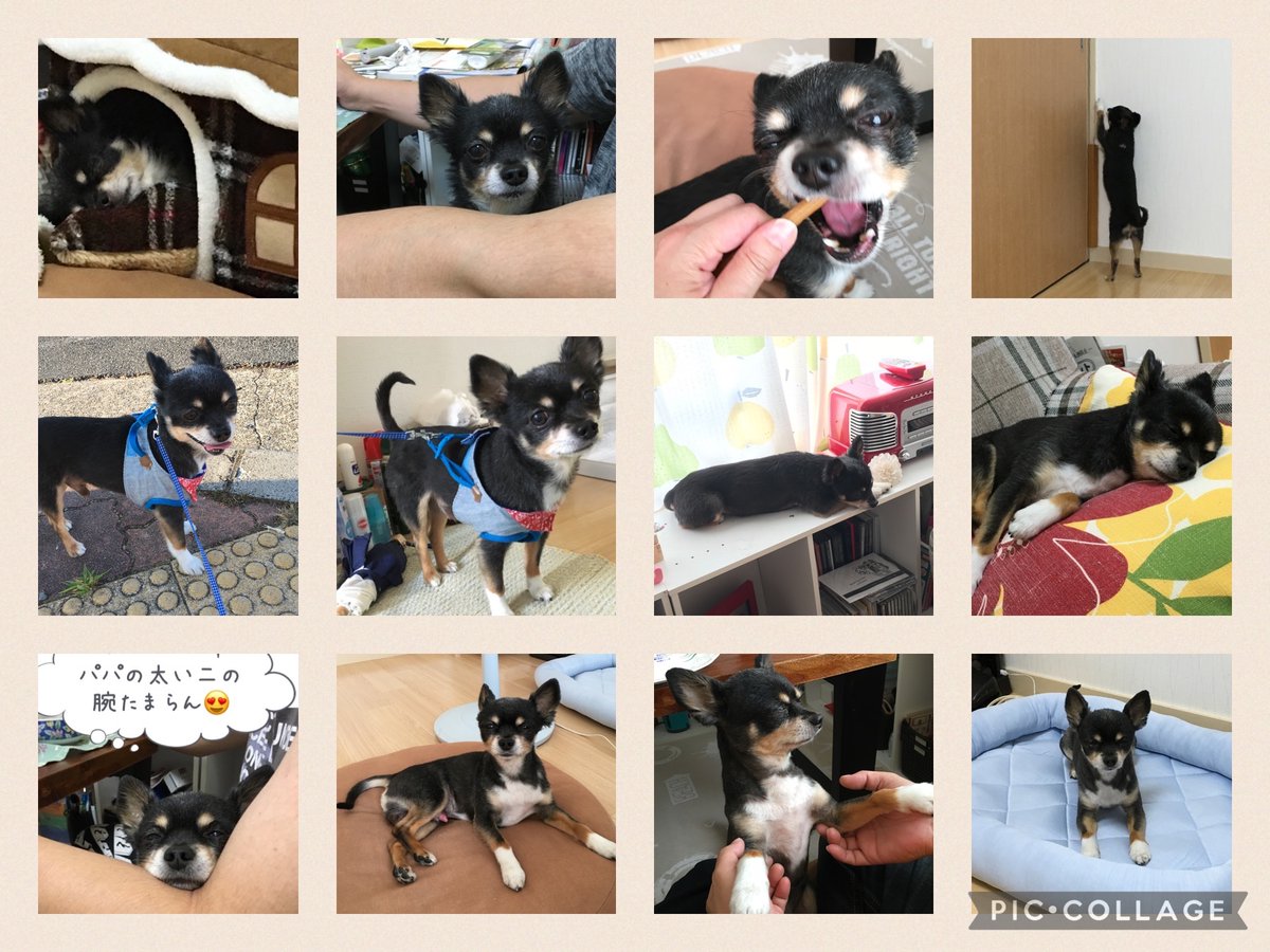 yukohan511's tweet image. 今までの三世帯同居よりも不妊治療よりも離婚よりもライトを失ったことが一番辛い😭
だけどそれと同時にライトと過ごした14年と9ヶ月と21日が一番幸せでした🥹✨
沢山の思い出をありがとう💛
これからもずっと愛してるよ🥰