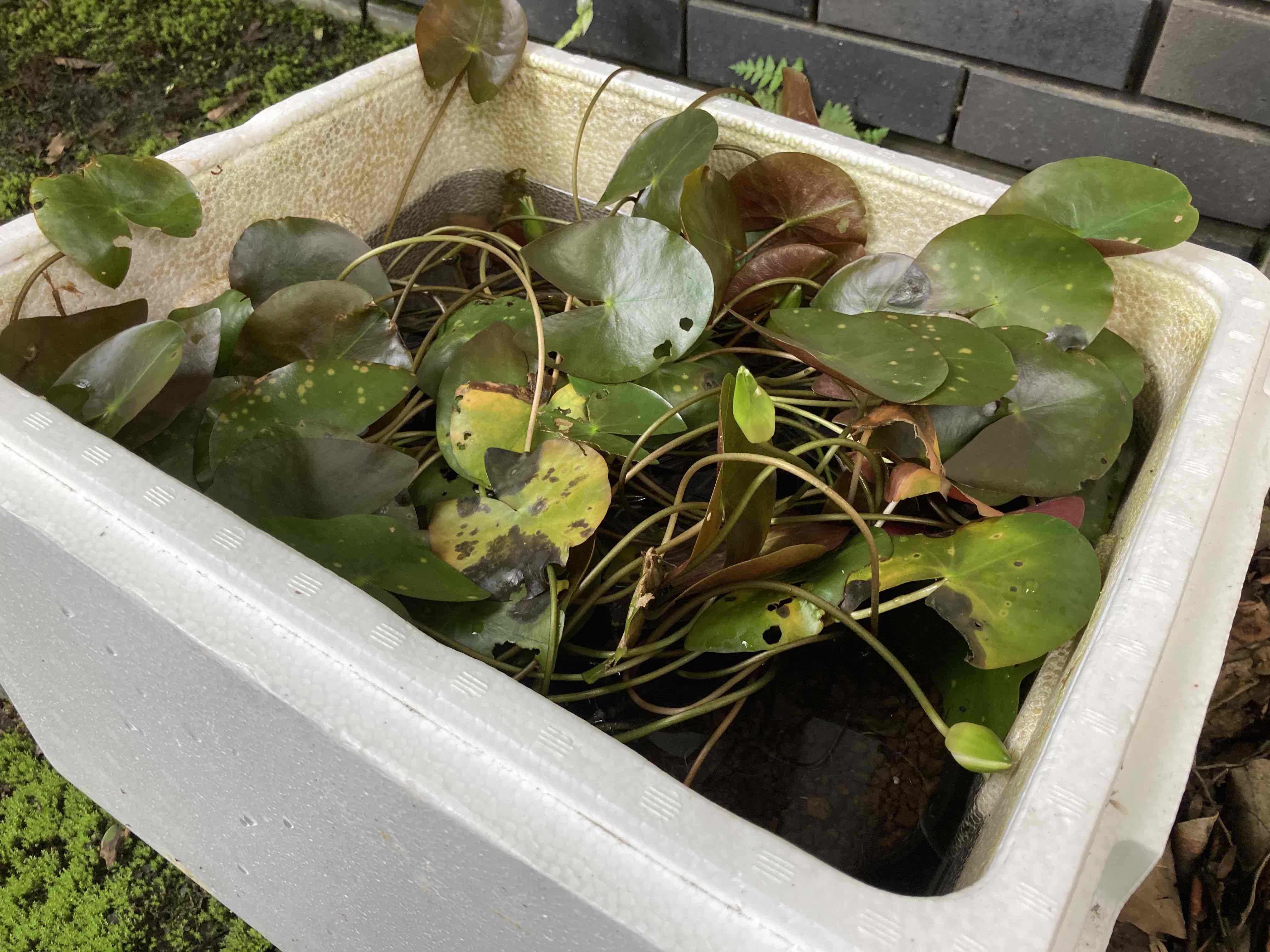 福島市民家園 福島植物園の松浦様からヒツジグサの苗をご提供いただきました スイレンと同じスイレン科の浮葉植物で 日中に花を咲かせます 今回ご提供いただいた苗も花が咲いていました 早速 園内の上の池に植栽し ヒツジグサの名所となるよう育てて
