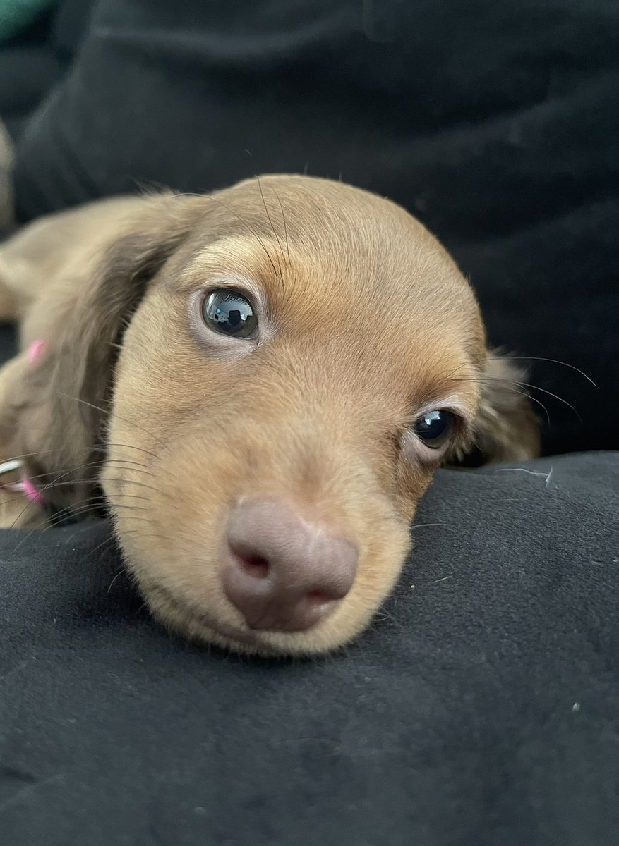 Sarasaurusrex_'s tweet photo. Little Angel baby, El https://t.co/fSRAOAyVZm