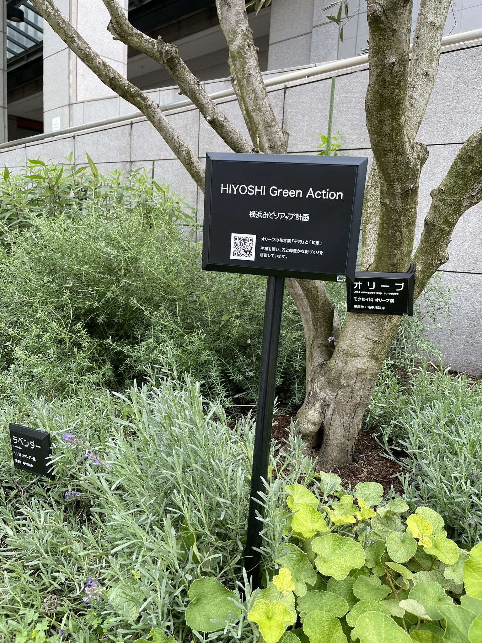 Hiyoshi Green Action Greenhiyoshi Twitter