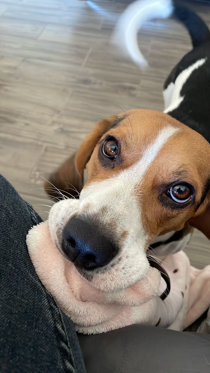 lilymunozo's tweet photo. toby appreciation tweet porq lo extraño con mi vida 🥺🥺🥺❤️❤️❤️ https://t.co/6an6k405Dh