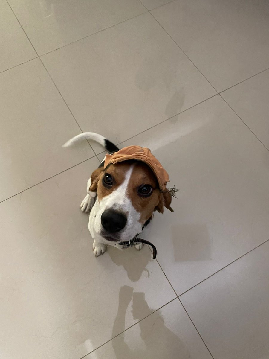 lilymunozo's tweet photo. toby appreciation tweet porq lo extraño con mi vida 🥺🥺🥺❤️❤️❤️ https://t.co/6an6k405Dh