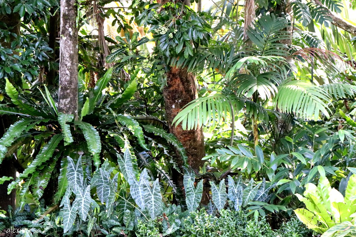 AlexisSrsa's tweet photo. Good Morning world of Twitter.
#gardens #plants #leaftexture https://t.co/eNjwAOFBFF