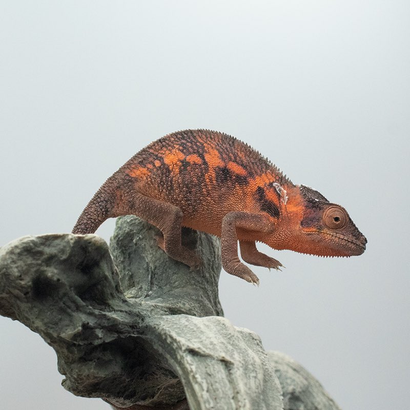 chamscan's tweet photo. Female #pantherchameleons are also pretty! #nosybe https://t.co/tWEKqfjZmt