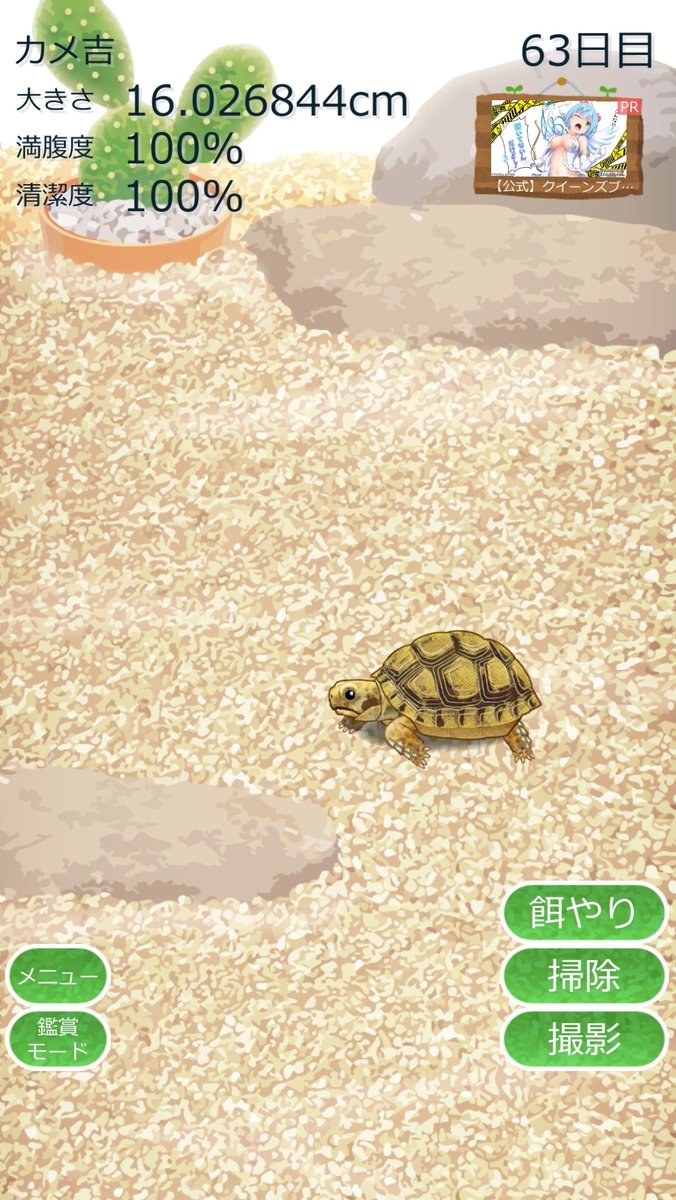 kyumakyuma4's tweet photo. 亀16cmになった https://t.co/RenCvER2cA