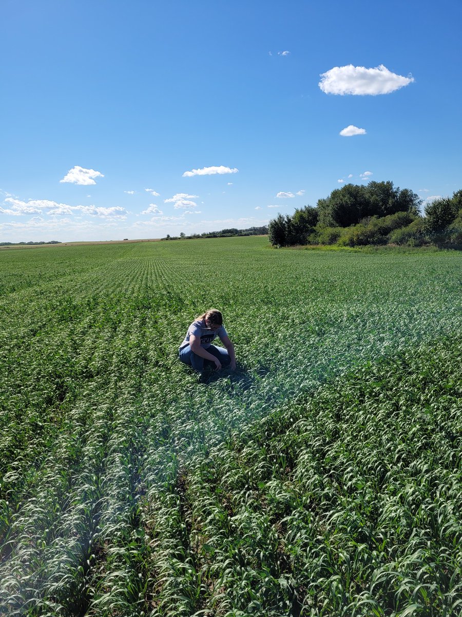 DrBart_Beef's tweet photo. Checking @ShelbyRobinson_ #polycrop research site #oat #barley #Brassicas #teffgrass #chicory #vetch #AppliedForageResearch https://t.co/pzIKDdFLIM