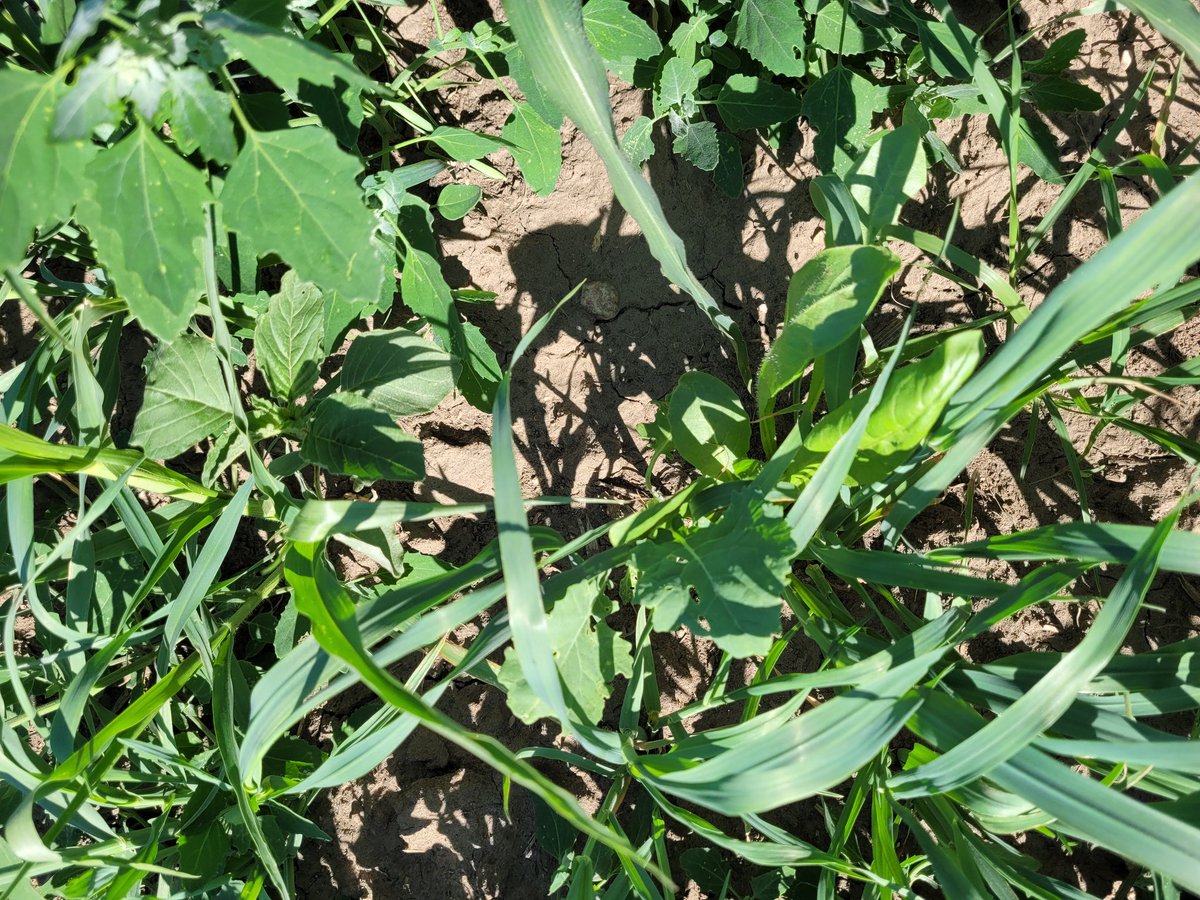 DrBart_Beef's tweet photo. Checking @ShelbyRobinson_ #polycrop research site #oat #barley #Brassicas #teffgrass #chicory #vetch #AppliedForageResearch https://t.co/pzIKDdFLIM