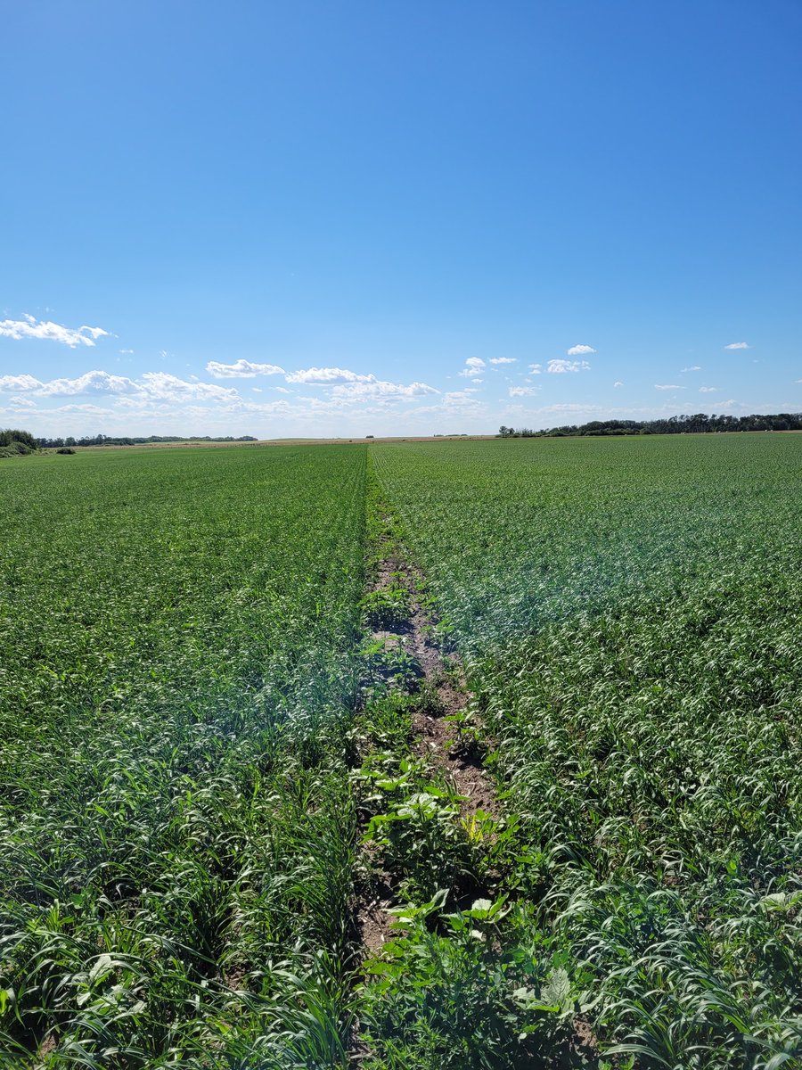 DrBart_Beef's tweet photo. Checking @ShelbyRobinson_ #polycrop research site #oat #barley #Brassicas #teffgrass #chicory #vetch #AppliedForageResearch https://t.co/pzIKDdFLIM