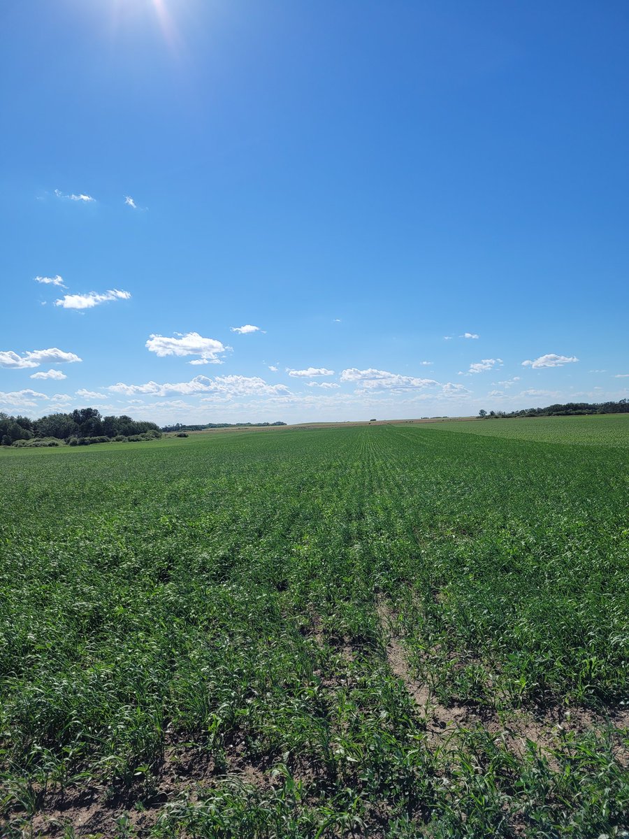 Dr Bart Lardner π¨π¦ (@drbart_beef) on Twitter photo Checking <a href="/ShelbyRobinson_/">Shelby Robinson</a> #polycrop research site #oat #barley #Brassicas #teffgrass #chicory #vetch #AppliedForageResearch Checking <a href="/ShelbyRobinson_/">Shelby Robinson</a> #polycrop research site #oat #barley #Brassicas #teffgrass #chicory #vetch #AppliedForageResearch