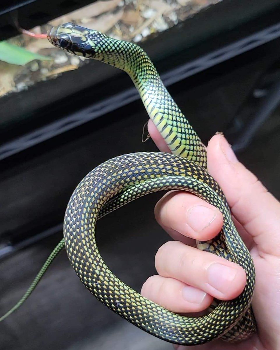 Snakes 'N' Adders tweet media