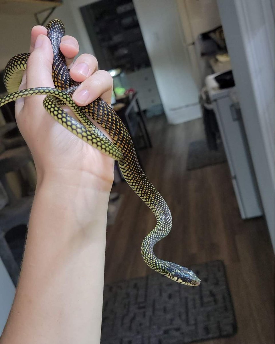 Snakes 'N' Adders tweet media