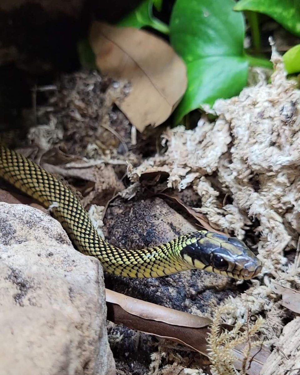 Snakes 'N' Adders tweet media