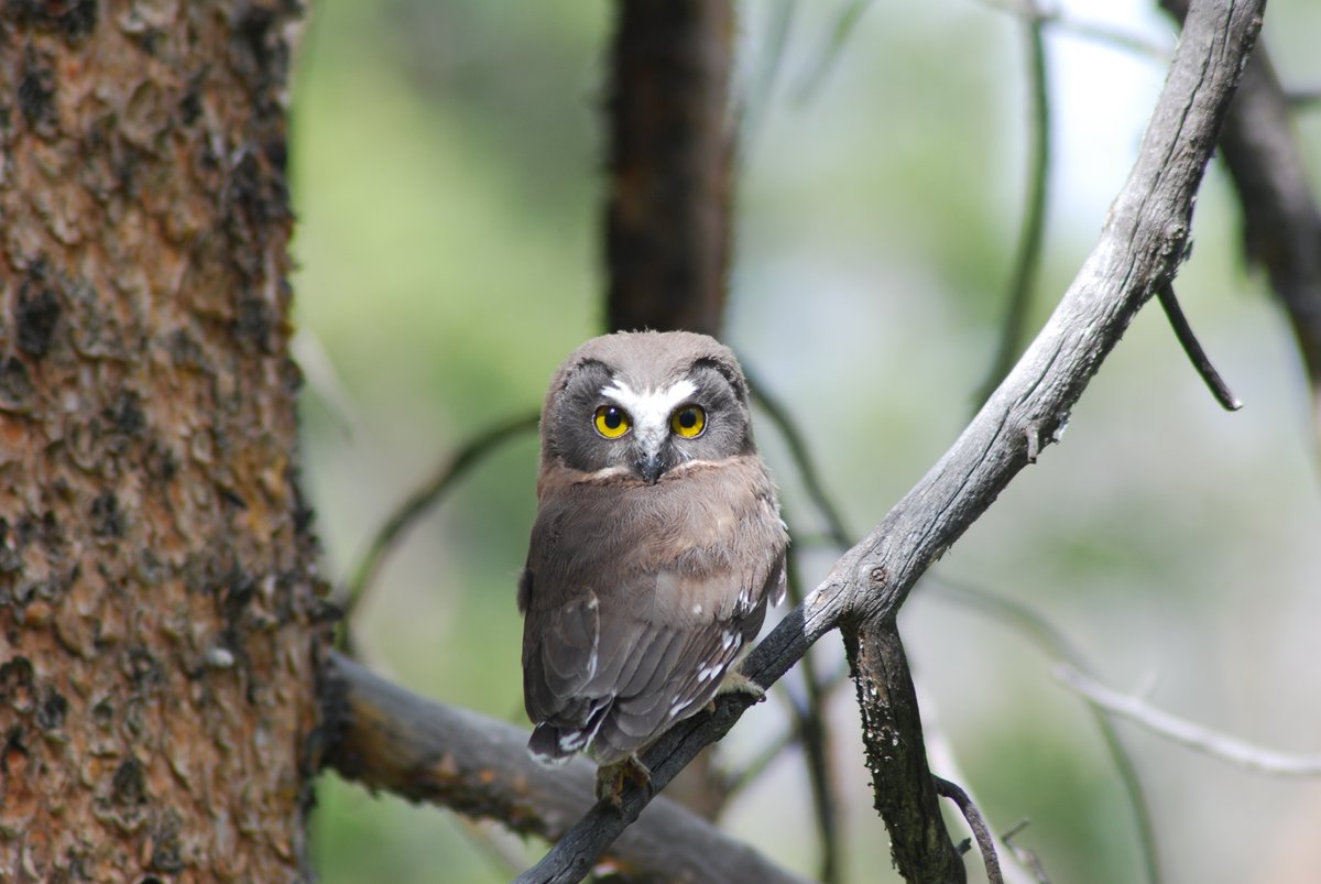 hawkowlR's tweet photo. Found an amazing family of Northern Saw-whet Owls this weekend in Medicine Bow-Routt National Forest! Here's 1 of 3 fledglings, photographed from the trail. #NorthernSawWhetOwl https://t.co/VMy0vgg297