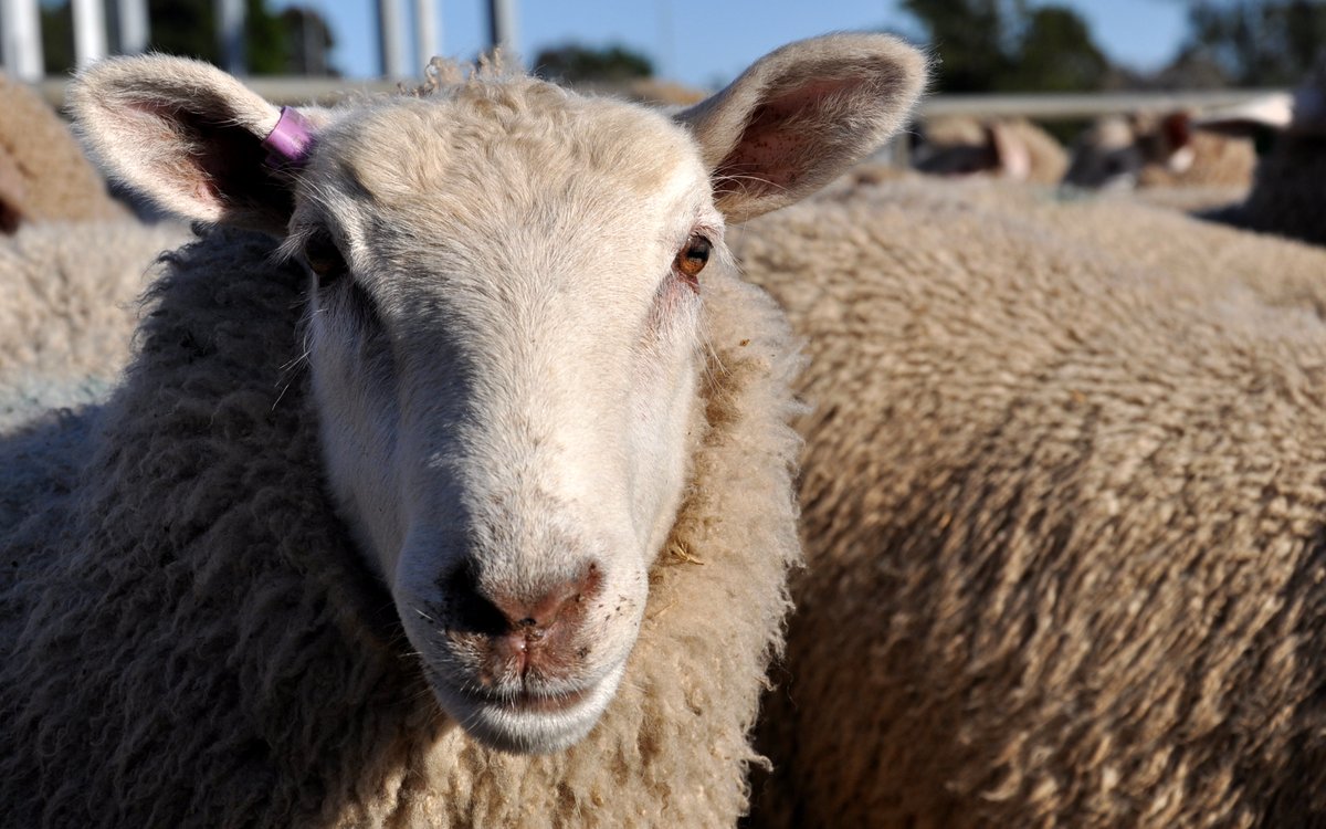 Property Identification Codes (PIC) are crucial to help us find and contact properties in an emergency, like foot and mouth or lumpy skin diseases. 
If you have any livestock, farmed or as pets, apply for a PIC now: youtu.be/ZHRil1HAMsM  agriculture.vic.gov.au/PIC
