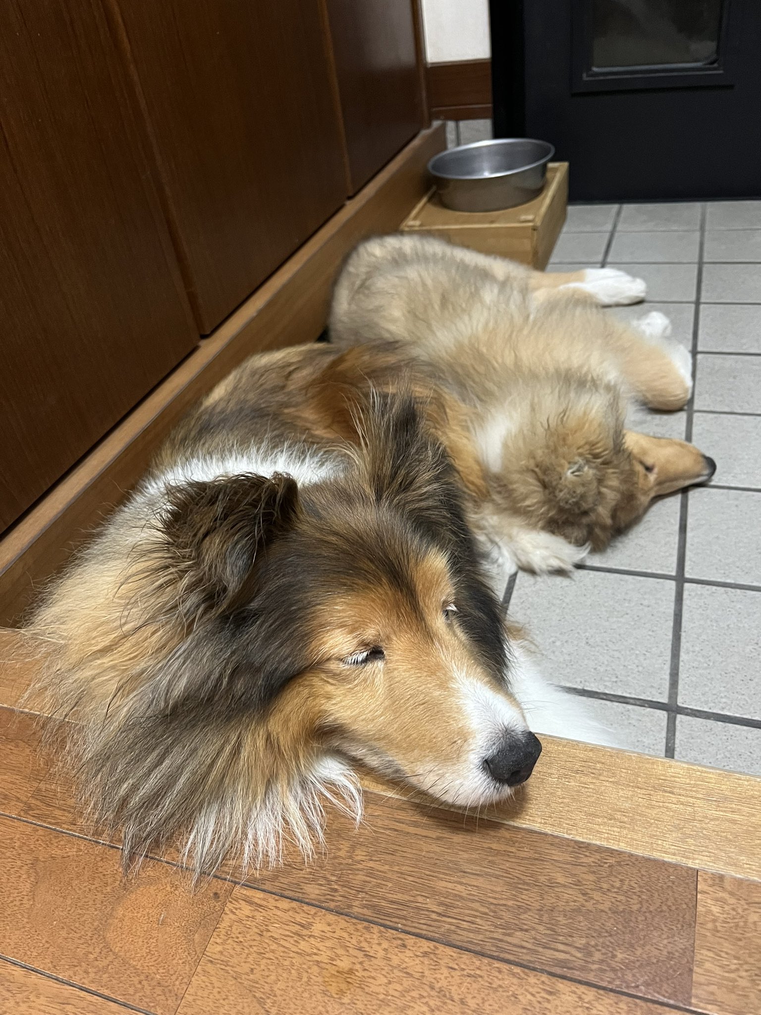 レオとレン ストーカー犬 犬のいる暮らし ラフコリー シェルティ 日々の暮らし 犬 T Co 1n2kptnpsq Twitter