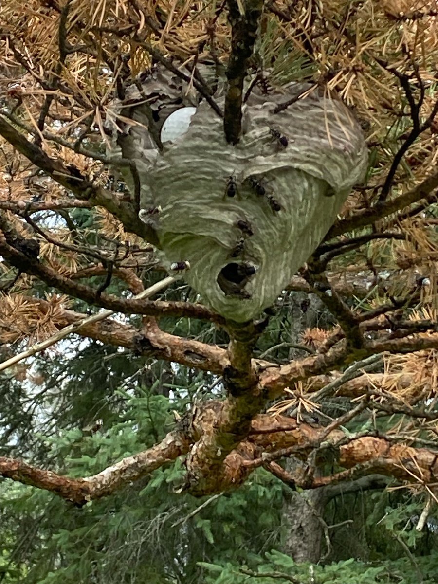When you go a little left from the tee on #8 at the Cornwall Golf &amp; Country Club. Negotiating to get the ball back was out of the question - can we get a ruling ⁦<a href="/ShaunStarr78/">Shaun Starr</a>⁩ asking for a friend.