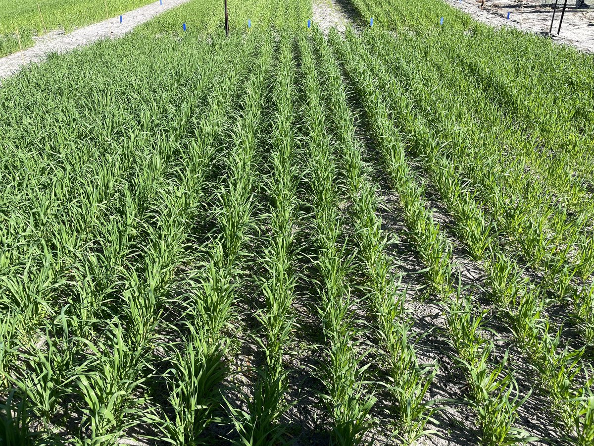 Hennie Botha (@henniebotha130) on Twitter photo First day looking at our semester experiment for our third year ag unit Advanced Cropping, Researching the impact of split nitrogen applications vs single application on the final biomass of various oat varieties. <a href="/JoelTheGinger/">Joel Kelly</a> <a href="/AJenko12/">Andrew Jenkinson</a> <a href="/AHagboom/">Ashton Hagboom</a> <a href="/SJB_Ag/">Sarita Bennett</a> <a href="/Bec_Swift_/">Bec Swift</a> First day looking at our semester experiment for our third year ag unit Advanced Cropping, Researching the impact of split nitrogen applications vs single application on the final biomass of various oat varieties. <a href="/JoelTheGinger/">Joel Kelly</a> <a href="/AJenko12/">Andrew Jenkinson</a> <a href="/AHagboom/">Ashton Hagboom</a> <a href="/SJB_Ag/">Sarita Bennett</a> <a href="/Bec_Swift_/">Bec Swift</a>